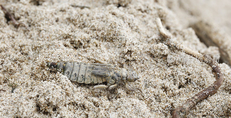 河棒尾蜻蜓(Gomphus flavipes)幼虫